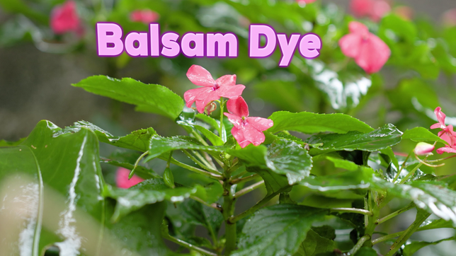 Balsam Dye