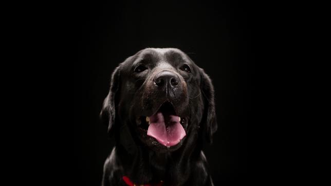 Schwarzer Hund