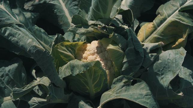 Blumenkohl