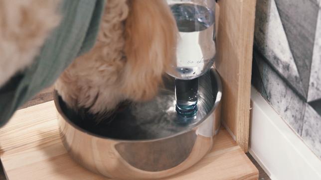 Hunde-Wasserspender