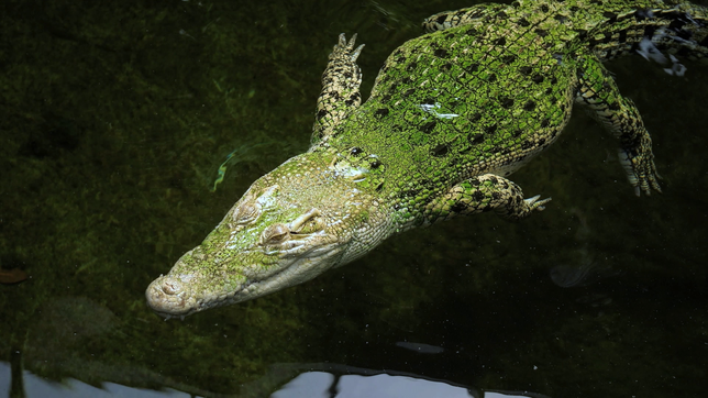 Krokodil