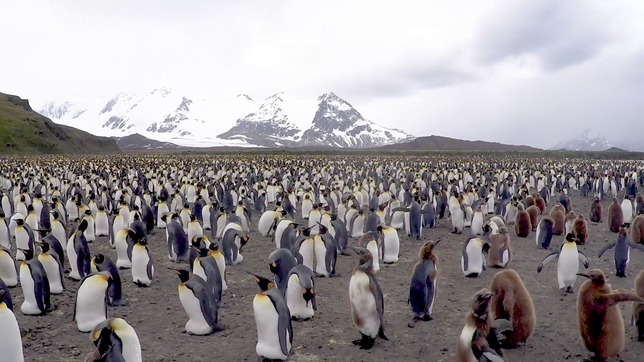Pinguine Südgeorgien