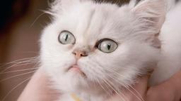Cuckoo: Ist die zugelaufene Katze die Wiedergeburt von Oma Debra?