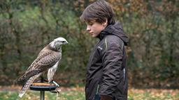 Der Sohn des Falkners, Torge (Mikke Rasch), der an der Kommunikationsstörung Mutismus leidet, hat eine ganz besondere Beziehung zu dem Falken Sandy.
