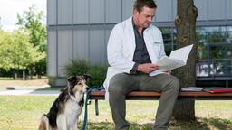 Dr. Lindner (Christian Beermann) hat kurzerhand für Elias die Betreuung von Hundedame "Jimmy" übernommen.
