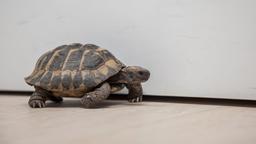 Wer krabbellt denn da unbeobachtet durch das Johannes-Thal-Klinikum? Wenn da nicht die jungen Ärzte dahinter stecken...