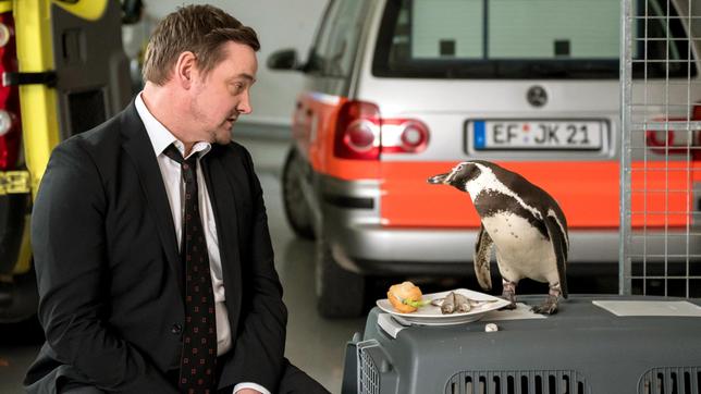 Bild: ARD/Jens-Ulrich Koch Zwischen Marc Lindner (Christian Beermann) und Pinguindame Chester ist eine ganz besondere Verbindung entstanden...