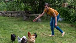 Rebecca scheucht die Hühner zusammen.