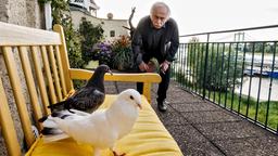 Edwin Bremer (Tilo Prückner) hat ein Tauben-Problem auf seinem Balkon.