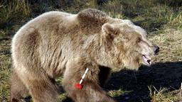 Braunbär
