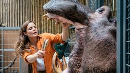 Auch bei Nilpferden wird Mundhygiene ganz groß geschrieben: Tierärztin Dr. Susanne Mertens (Elisabeth Lanz) hat dabei alle Hände voll zu tun.