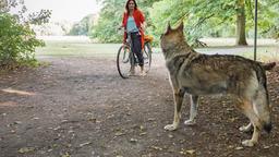 Auf dem Weg zur Arbeit steht der Wolf plötzlich vor Tierärztin Susanne Mertens (Elisabeth Lanz). Susanne ist nicht ganz sicher, ob es ein Wolf ist, weil die sich eigentlich nicht so nah an eine Stadt herantrauen.