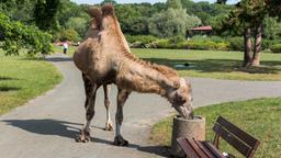 Ein Kamel streunt durch den Park.