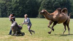 Das Kamel im Park erschreckt Spaziergänger.