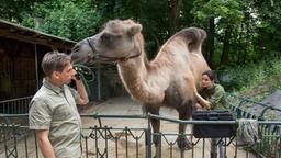 Susanne untersucht ein Kamel.