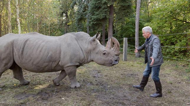 Roman Blum versucht ein Nashorn zu beruhigen, das auf ihn zuläuft.