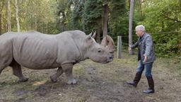 Roman Blum versucht ein Nashorn zu beruhigen, das auf ihn zuläuft.