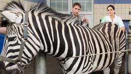 Susanne und Conny untersuchen ein Zebra