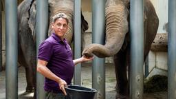 Cheftierpfleger Conny Weidner (Thorsten Wolf) füttert die Dickhäuter des Leipziger Zoos. Aber Elefantenkuh Najuma hat keinen Appetit und zeigt aggressives Verhalten. Kann Conny ihr helfen?