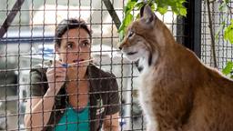 Das Auge des Luchsweibchens tränt. Tierärztin Dr. Mertens (Elisabeth Lanz) muss das Tier binnen kürzester Frist kurieren, weil es in den nächsten Tagen ausgewildert werden soll.