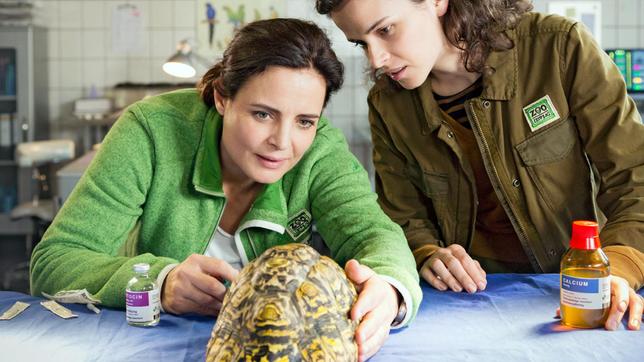 Bild: ARD/Steffen Junghans Das Ei ploppt nicht! Tierärztin Susanne Mertens (Elisabeth Lanz) und ihre Assistenzärztin Karoline Schneider (Maxine Kasiz) versuchen bei der Schildkröte die Geburt mit einem Medikament einzuleiten, das eigentlich für Menschen bestimmt ist.