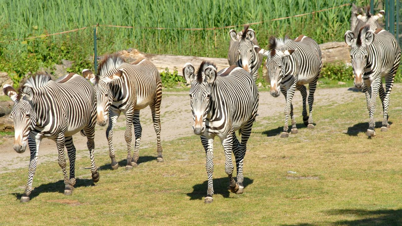 Zebras