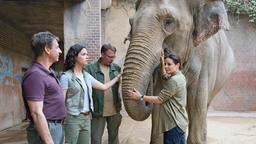 Die alte Elefantendame steht schief. Tierärztin Susanne Mertens (Elisabeth Lanz) vermutet Rheuma. Schwer zu behandeln bei einem Tier, das freiwillig keine Medikamente einnimmt. Das wissen auch ihre Mitarbeiter Conny (Thorsten Wolf) und Karoline Schneider (Maxine Kazis, 2.v.l. mit Komparse).