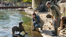 Die freie Tierärztin Dr. Susanne Mertens (Elisabeth Lanz) und Cheftierpfleger Conny Weidner (Thorsten Wolf) wollen die Seelöwin Jenny untersuchen, aber sie macht es den beiden nicht so leicht.
