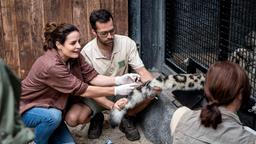 Die freie Tierärztin Dr. Susanne Mertens (Elisabeth Lanz, l. mit Komparsen) unterstützt das Team (Komparsen) im Leipziger Zoo: Schneeleopard Azamat muss Blut abgenommen werden. Susanne ist beeindruckt, wie gut das Raubtier trainiert ist.