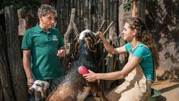 Die junge Praktikantin Luisa Mertens (Lilly Wiedemann) hat großen Spaß an der Arbeit mit den Tieren. Sie hat mit Tierpfleger Conny Weidner (Thorsten Wolf) einen guten Chef an ihrer Seite.