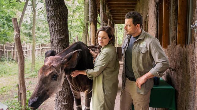Dr. Susanne Mertens (Elisabeth Lanz) und ihr neuer Kollege Dr. Matteo Berger (Tobias Licht) machen sich Sorgen um Okapi "Kiano": Eine bisher nie durchgeführte OP an diesem Tier stellt das Team vor eine große Herausforderung.