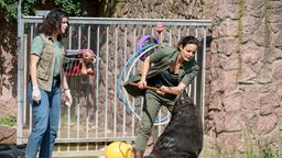 Dr. Susanne Mertens (Elisabeth Lanz) und ihre Kollegin Karoline Schneider (Maxine Kazis) untersuchen Seebär Buster: er fängt keine Fische mehr. Karoline muss sich beweisen…