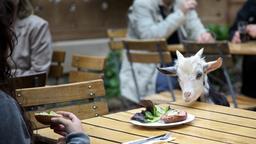 Ziege am Restauranttisch