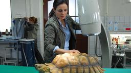Susanne Mertens