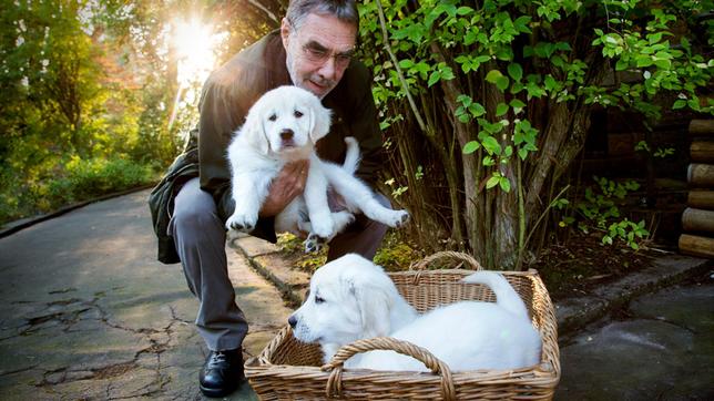Bild: ARD/Steffen Junghans Georg Baumgart (Gunter Schoß) findet im Leipziger Zoo drei ausgesetzte Hundewelpen. Wie kommen sie in den Zoo und werden sie ein neues Herrchen oder Frauen finden?