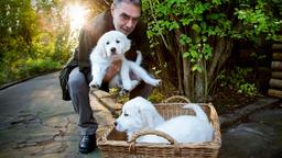 Georg Baumgart (Gunter Schoß) findet im Leipziger Zoo drei ausgesetzte Hundewelpen. Wie kommen sie in den Zoo und werden sie ein neues Herrchen oder Frauen finden?