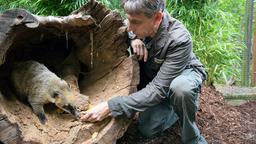 Keinen Appetit: Chef-Tierpfleger Conny Weidner (Thorsten Wolf) macht sich Sorgen um den letzten Nasenbären im Leipziger Zoo, der einfach nicht fressen will.