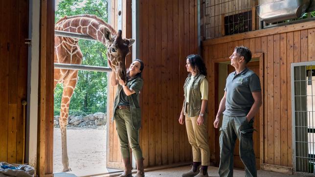 Bild: ARD/Steffen Junghans Panik unter den Tieren auf der Savanne: Giraffenbulle Hugo erleidet einen heftigen Arthritisschub. Das macht dem Team um Dr. Susanne Mertens (Elisabeth Lanz,) ihrer Kollegin Karoline Schneider (Maxine Kazis) und Cheftierpfleger Conny Weidner (Thorsten Wolf) große Sorgen.