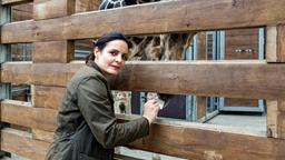 Tierärztin Dr. Mertens (Elisabeth Lanz) braucht eine Blutprobe des Giraffenbullen, doch das ist gar nicht so einfach.