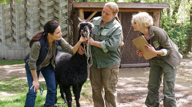 Tierärztin Dr. Mertens (Elisabeth Lanz) untersucht das Alpaka. Unterstützt wird sie dabei von ihrer Assistentin Annett (Anna Bertheau) und einer Mitarbeiterin des Zoos (Komparsin, M..