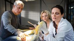 Tierärztin Dr. Mertens (Elisabeth Lanz) untersucht den Python, der anscheinend im Zoo ausgesetzt wurde. Zoodirektor Dr. Blum (Ralph Herforth) und Assistentin Annett (Anna Bertheau) schauen fasziniert zu.