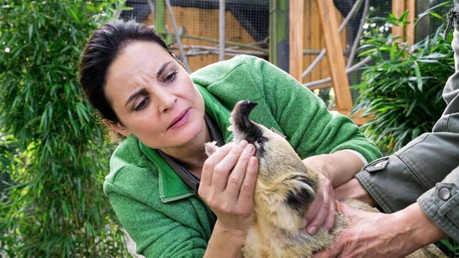Bild: ARD/Steffen Junghans Tierärztin Dr. Mertens (Elisabeth Lanz) untersucht einen Nasenbären. Das letzte Tier seiner Art im Leipziger Zoo hat Fieber und frisst nicht. Was fehlt dem kleinen Bären?
