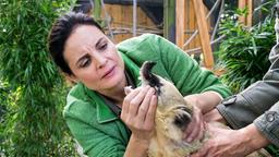 Tierärztin Dr. Mertens (Elisabeth Lanz) untersucht einen Nasenbären. Das letzte Tier seiner Art im Leipziger Zoo hat Fieber und frisst nicht. Was fehlt dem kleinen Bären?