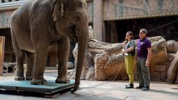 Tierärztin Dr. Susanne Mertens (Elisabeth Lanz) und Cheftierpfleger Conny Weidner (Thorsten Wolf) wiegen Elefantendame Najuma und sind zufrieden: die Dickhäuterin hat endlich wieder Normalgewicht.