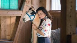 Tierärztin Susanne Mertens (Elisabeth Lanz) stellt fest, dass Alpaka Pedro tatsächlich heilende Kräfte hat. Aufgewühlte Seelen beruhigt er durch Summen und bringt sie wieder in Einklang. Bei Susanne haben die Kräfte gewirkt.