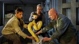 Zoodirektor Dr. Blum (Ralph Herforth), Cheftierpfleger Conny Weidner (Thorsten Wolf) und ein Mitarbeiter (Komparse) des Zoos haben den vermissten Python noch rechtzeitig gefunden.