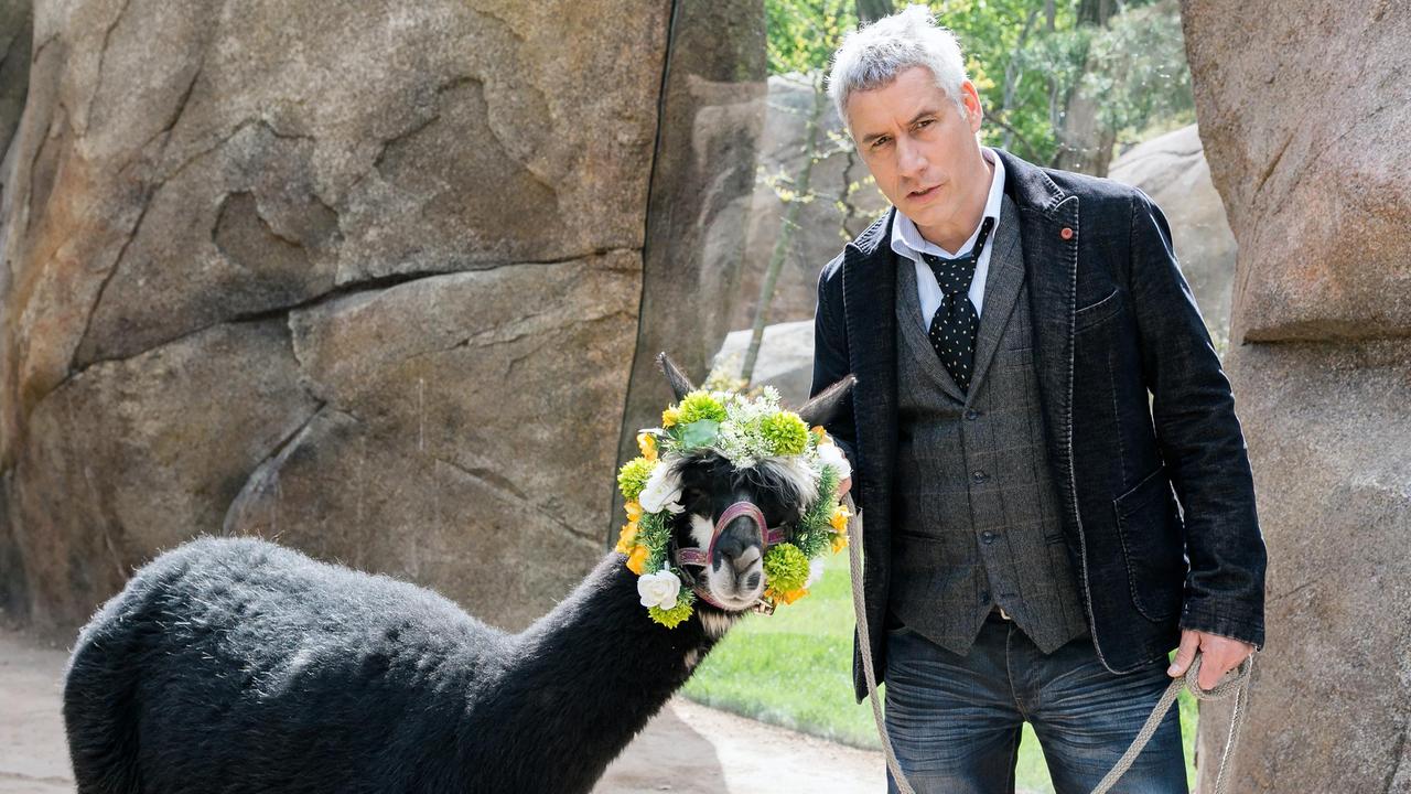 Zoodirektor Dr. Blum (Ralph Herforth) und Zoomaskottchen Harry, ein Alpaka, bereiten sich für ihren Auftritt im neuen Imagefilm für den Zoo vor.