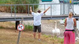 Bei heißen Temperaturen am Bodensee: Schräger Vogel gesichtet!