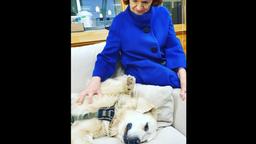 Tierischer Rosen-Star: Hund Casper ist Kalle