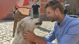 Tierischer Rosen-Star: Hund Casper ist Kalle